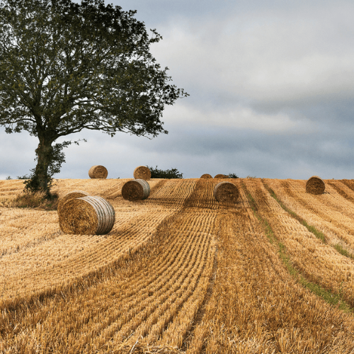 İzaleyi Şuyu Davası (Ortaklığın Giderilmesi)